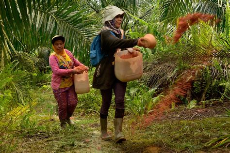 Will Indonesia End Smallholder Guarantee Meant To Empower Palm Oil