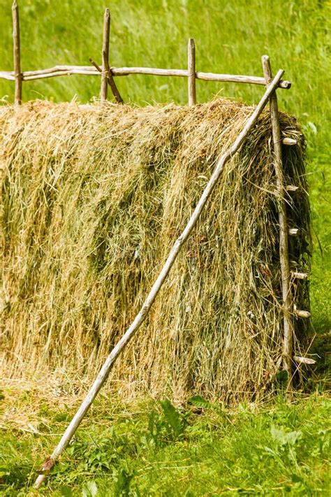 Drying Grass Hay Straws On Wooden Fence Stock Photo Image Of Straw