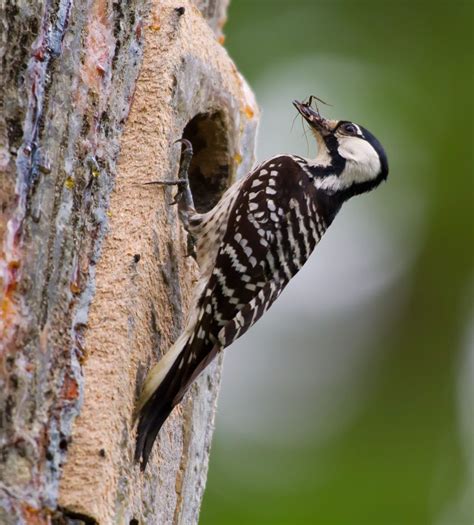Know Your Birds Woodpeckers Of North America Cottage Life