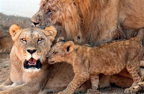 Des Lions Dévorent Des Braconniers Dans Une Réserve Dafrique Du Sud