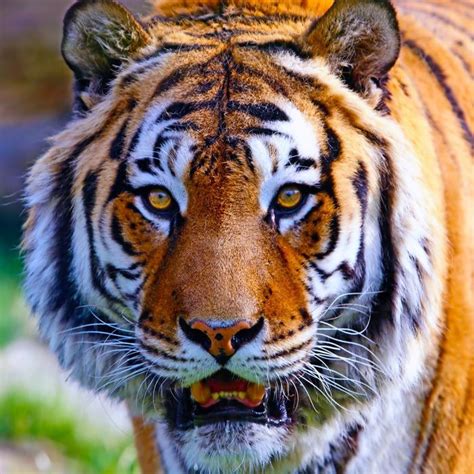 Bengal Tiger My Favorite Of All Of Gods Amazing Animals Tigre De