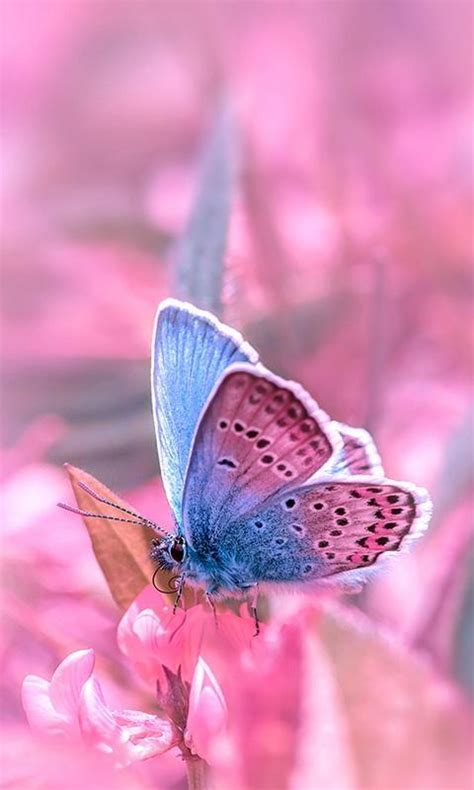 Pink Butterflies Pink Butterfly Wallpapers For Android Remodala