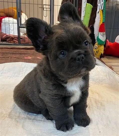 Top Fluffy French Bulldog Puppy Of The Decade Check It Out Now Bulldogs