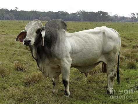 Florida Brahma Bull Photograph By Teresa A And Preston S Cole