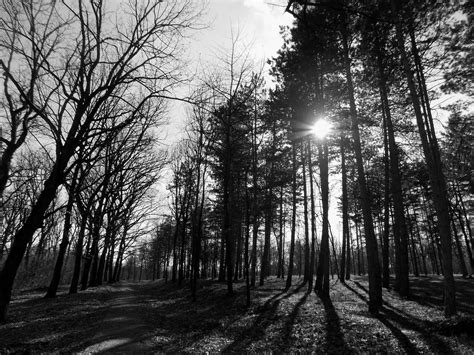 Black And White Trees Painting Monochrome Wood Forest Park Hd