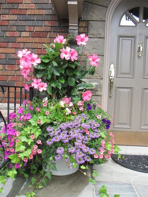 Summer Container With Pink Mandevilla Wave Petunias