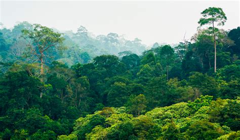 Organizaciones Intentan Detener Deforestaci N De Selvas De Caquet Colombia