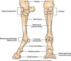 large animal radiology | Large animals, Mini horse, Equine massage