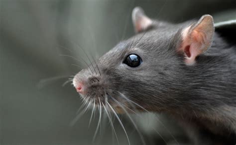 4 Razones Que Hacen A Las Ratas Importantes Para El Planeta