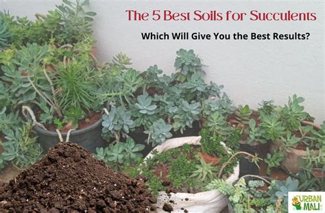 The 5 Best Soils For Succulents Which Will Give You The Best Results