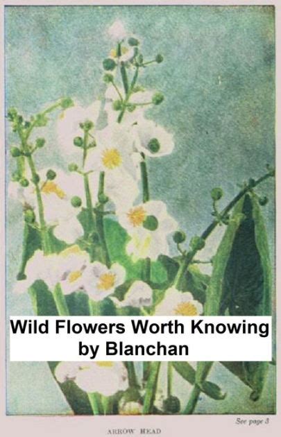 Pdf Wild Flowers Worth Knowing Free Ebook Database Lianakanagas