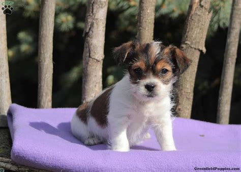 Jake - Shorkie Puppy For Sale in Pennsylvania