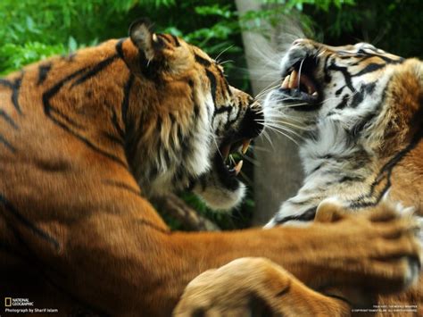Nature Animals Tigers National Geographic Wallpapers