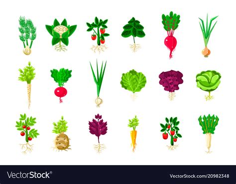 Fresh Vegetable Plants With Roots Set Royalty Free Vector