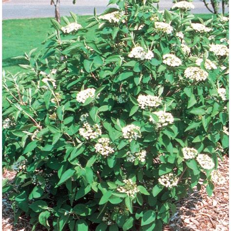 White Mohican Viburnum Flowering Shrub In Pot With Soil L6457 At