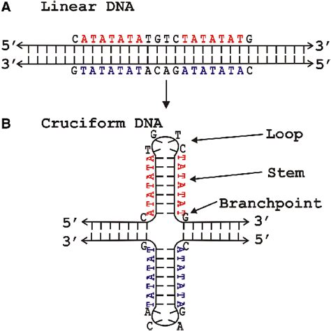 Inverted Repeat Dna Sequences Can Adopt Different Types Of