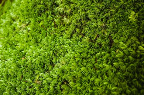 Aggregate More Than 82 Moss Wallpaper Latest Incdgdbentre