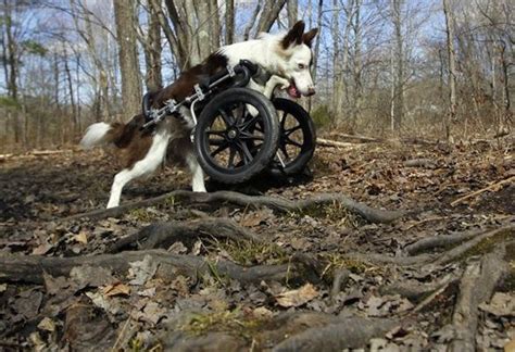 Disabled Border Collie Gets Wheels Goes Hiking Border Collie