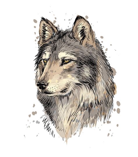 Portrait Of A Wolf Head From A Splash Of Watercolor Hand Drawn Sketch