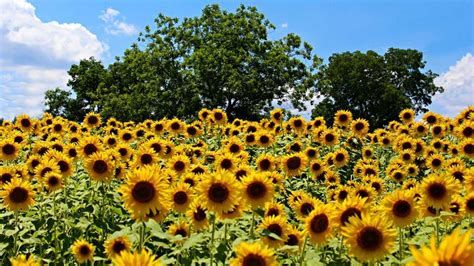 The company provides a broad range of merchandise. The Prettiest Sunflower Fields in the South - Southern Living