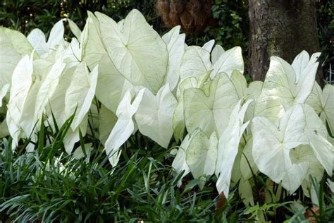 Try Caladiums For Shade Gardens Tropical Plants