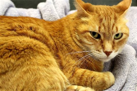 What A Gorgeous Ginger Cat Cat Ginger Cute Kitty Kitten Care Buy