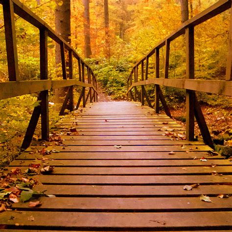 Wooden Bridge Forest Autumn Leaves Ipad Pro Retina Display
