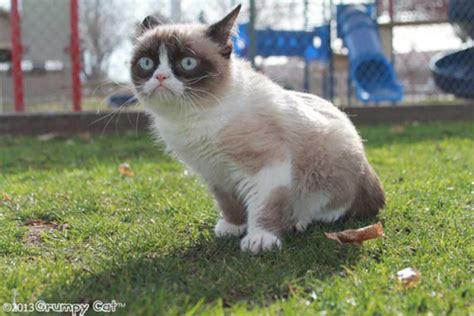 Grumpy Cat Has An Agent And Now A Movie Deal Wsj