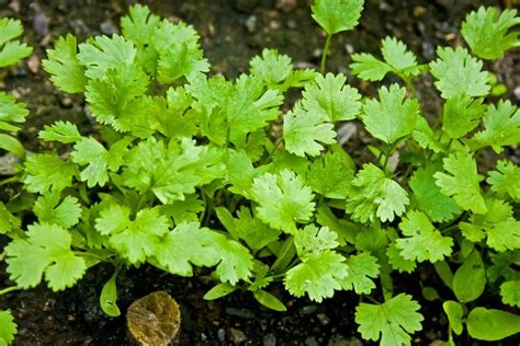 Learn How To Plant And Grow Cilantro Coriander