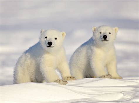 Polar Bear History And Some Interesting Facts