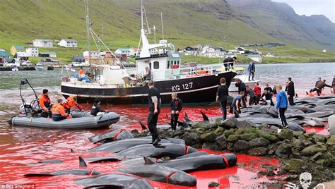 Pictures Show Slaughter Of Whales And Dolphins Daily Mail Online