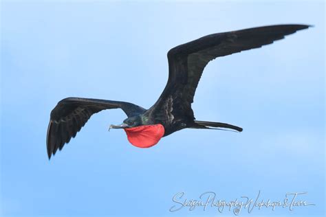Great Frigatebird In The Sky Shetzers Photography