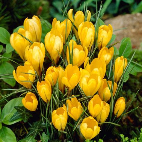 Grow your own flowers with these blue dianthus carnation seeds. Bloomsz Crocus Bulbs Yellow Mammoth Flower Bulb (20-Pack ...