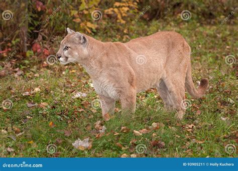 Adult Male Cougar Puma Concolor Stands In Grass Stock Image Image Of