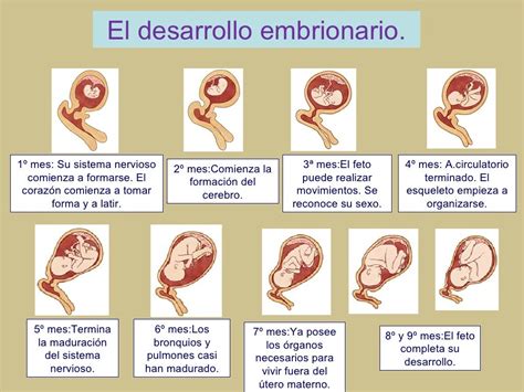 Mapa Mental Etapas Del Desarrollo Prenatal By Barbara Vrogue Co