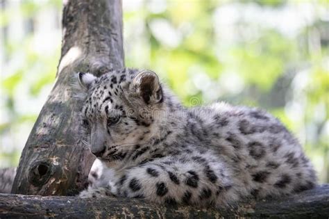 Kitten Of Snow Leopard Cat Irbis Stock Photography Beautiful Cats