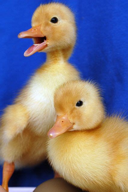 Ducklings 036 Spring Cute Ducklings Cute Baby Animals
