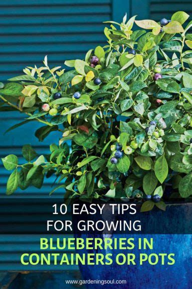 10 Easy Tips For Growing Blueberries In Containers Or Pots