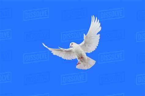 White Dove In Flight Stock Photo Dissolve