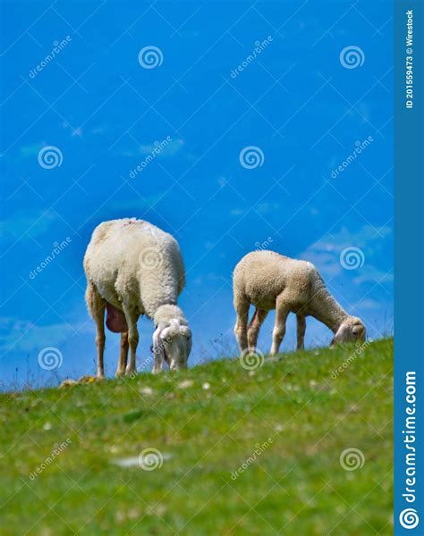 Sheeps Grazing In The Green Meadow Stock Image Image Of Wool Spring