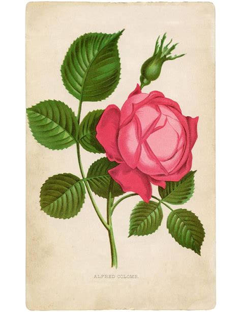 9 Roses Ephemera Pink Rose Pictures Graphics Fairy Rose Images