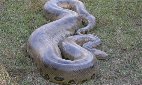 The 30 Foot Long Green Python Weighing 500 Pounds Was Recovered By