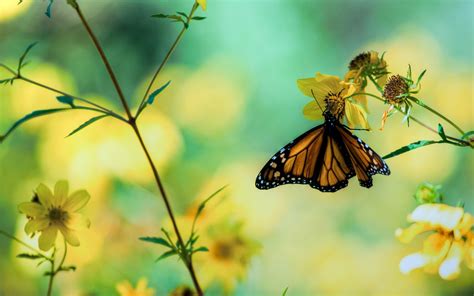 Butterfly Wallpaper Hd 77 Pictures