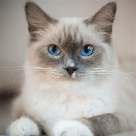 Unpacking The Ragdoll Cat Breed Complete Profile With Adorable Must