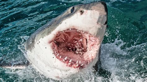 The Most Dangerous Sharks In The World