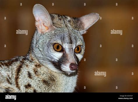 Genet Genetta Tigrina Tanzania Stock Photo Alamy