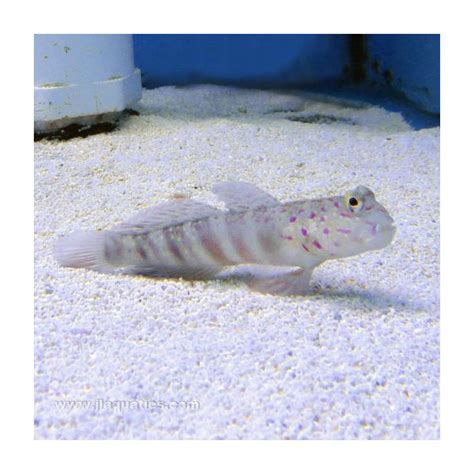 Pink Spot Shrimp Goby Asia Pacific