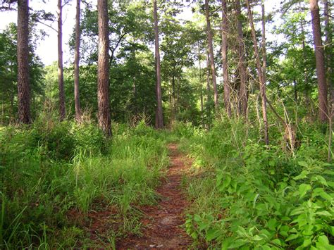 7 Forest Trails In Louisiana That Are Perfect For An ...