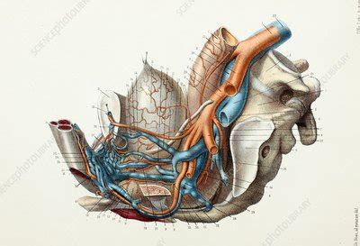 Organs on the right side of the body include the liver is the largest solid organ in the body and the only organ that can regenerate. Male pelvic blood vessels and organs, 1866 illustration ...