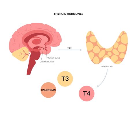 Premium Vector Thyroid Gland System Diagram T3 T4 Hormones And